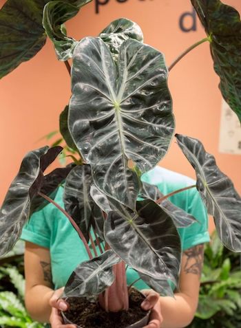 Plantes pour tous