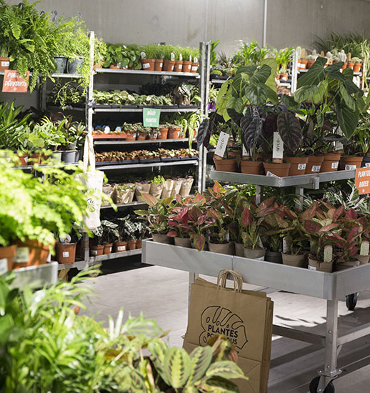 Plantes pour tous